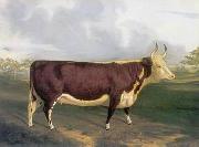 unknow artist Cow 145 oil painting on canvas